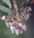 Arctostaphylos glauca Los Angeles