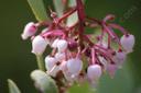 Arctostaphylos mariposa