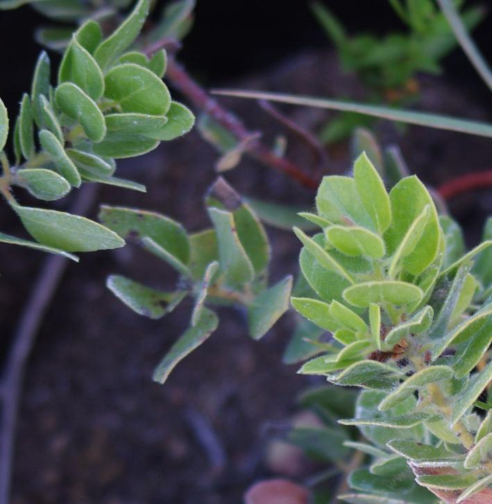 Arctostaphylos tomentosa subcordata Tranquil Cliff