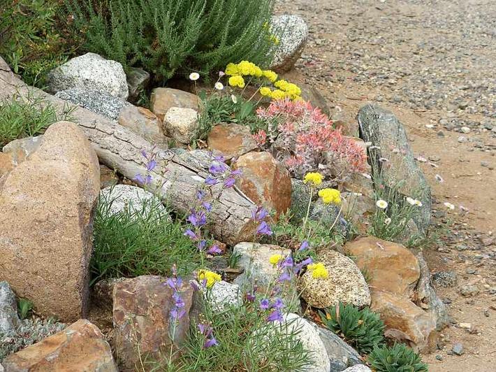 Southern California gardens can support all sorts of
native plants.