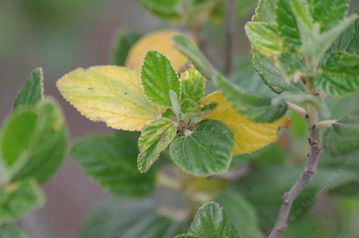 Many of the Ceanothus have yellow leaves before they push new growth.