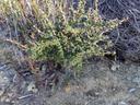 Ceanothus otayensis