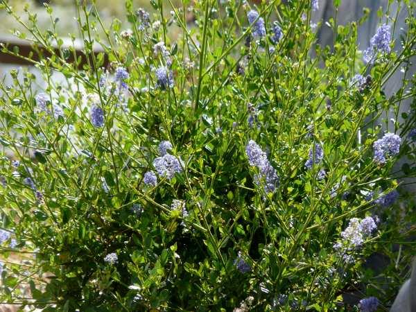 Ceanothus thyrsiflorus Skylark