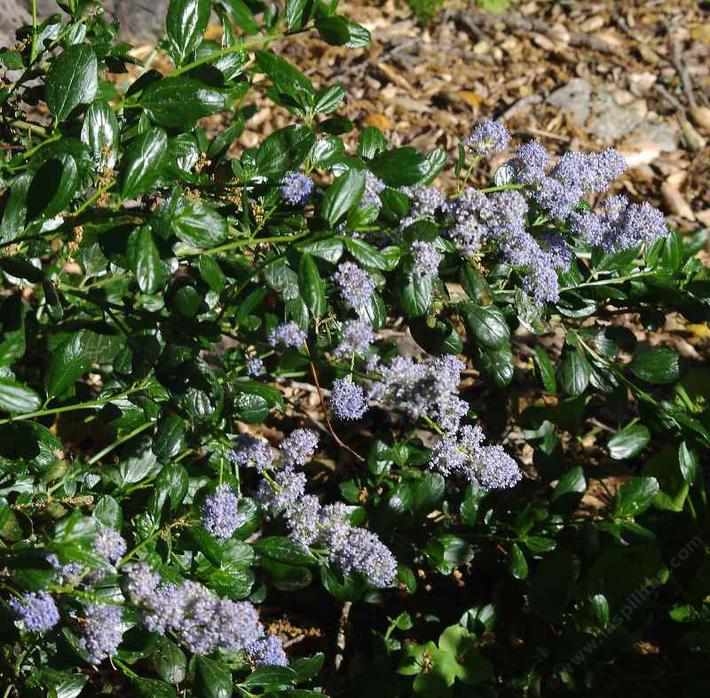 Ceanothus thyrsiflorus