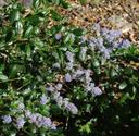 Ceanothus thyrsiflorus