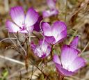 Clarkia cylindrica