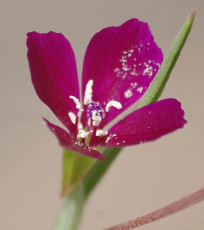 Clarkia purpurea