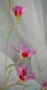Clarkia speciosa