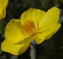 Dendromecon rigida