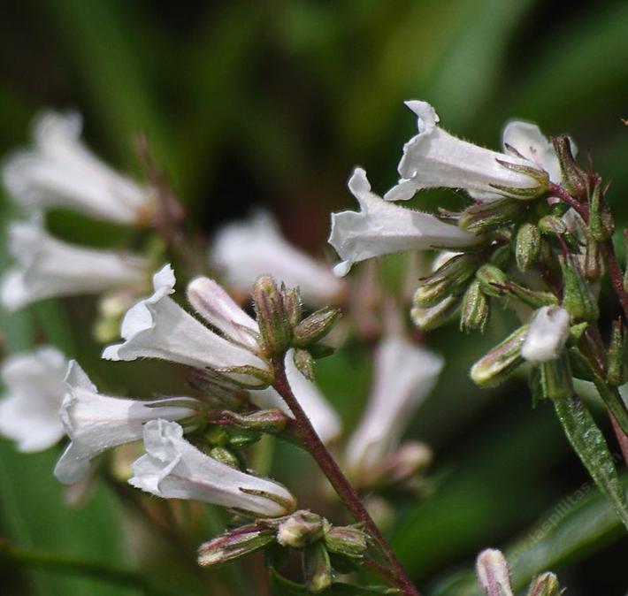 Eriodictyon californicum