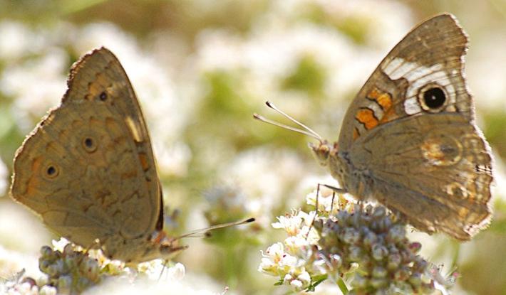 A female and male Buckeye Butterfly, Junonia coenia messing around on a California buckwheat, or buckwheat for the buckeyes. - grid24_24