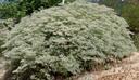 Eriogonum giganteum