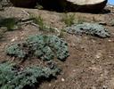 Eriogonum wrightii subscaposum