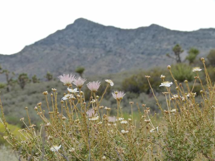 Apache Plume, Fallugia paradoxa in the desert.