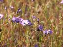 Gilia tricolor