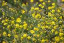 Gutierrezia californica