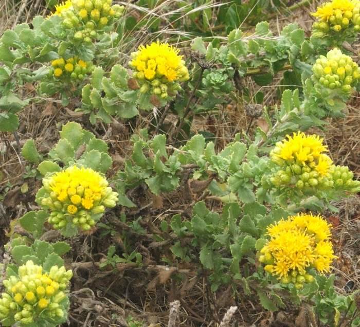 Isocoma menziesii sedoides