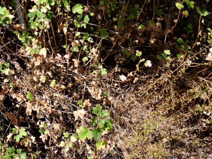 Keckiella antirrhinoides, Yellow Bush Snapdragon and Ribes aureum gracillimum, summer dormancy. 