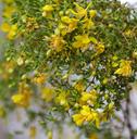 Larrea tridentata