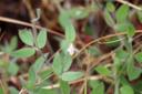 Lotus purshianus