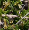 Lycium andersonii
