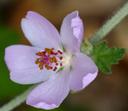 Malacothamnus clementinus