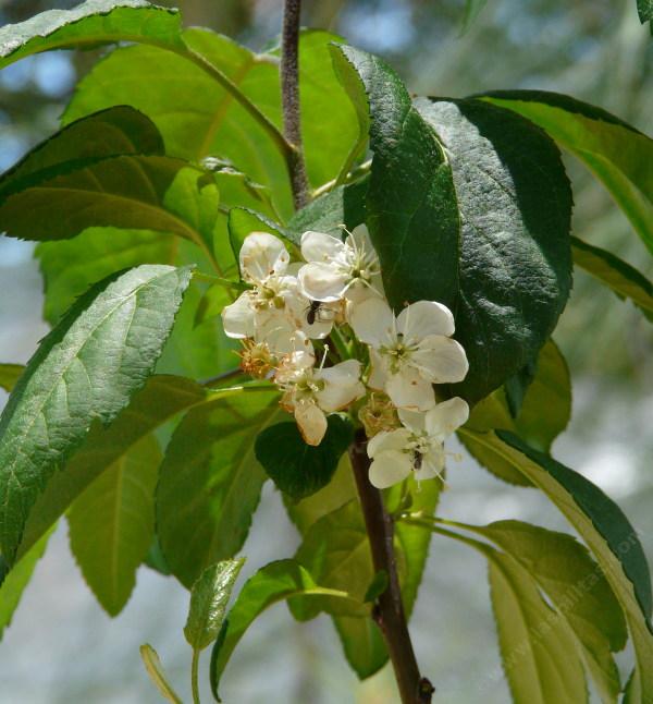 Malus fusca is a wonderful crabapple indigenous to northern California and north into Oregon, Washington, British Columbia, and Alaska. - grid24_12