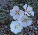 Oenothera californica