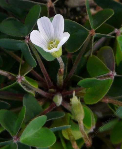 Oxalis oregona