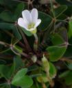 Oxalis oregona