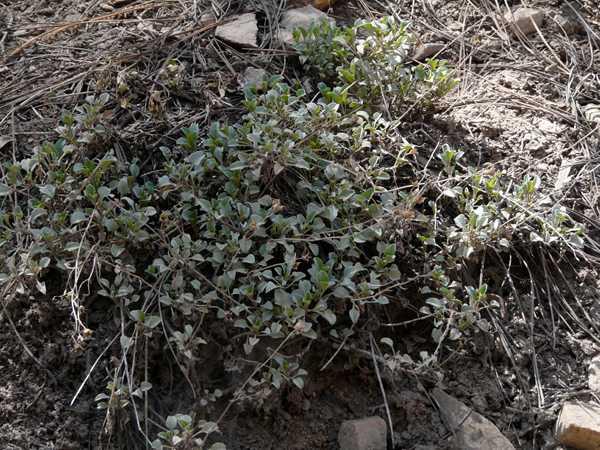 Penstemon caesius