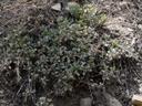 Penstemon caesius