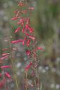 Penstemon centranthifolius