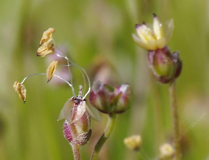 Plantago erecta