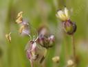 Plantago erecta