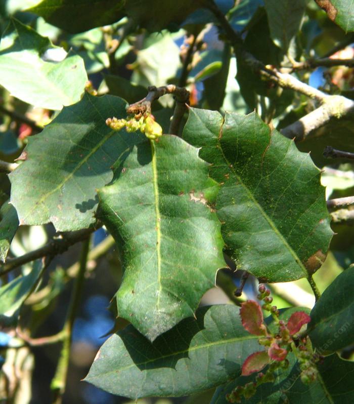 Quercus dunnii