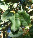 Quercus dunnii