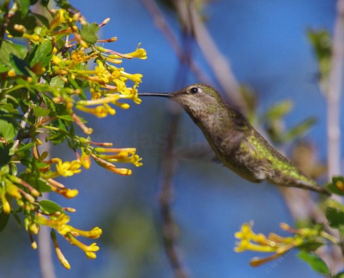 Ribes aureum gracillimum Golden Currant with Anna Hummingbird - grid24_12