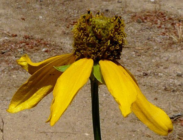 Rudbeckia californica