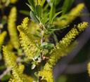 Salix lasiolepis bracelinae