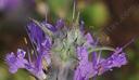 Salvia carduacea