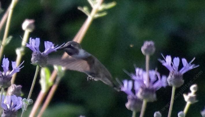 A shy Costa Hummingbird - grid24_24