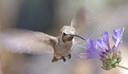 Salvia clevelandii Winifred Gilman Cleveland Sage
