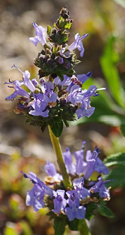 Salvia Daras Choice