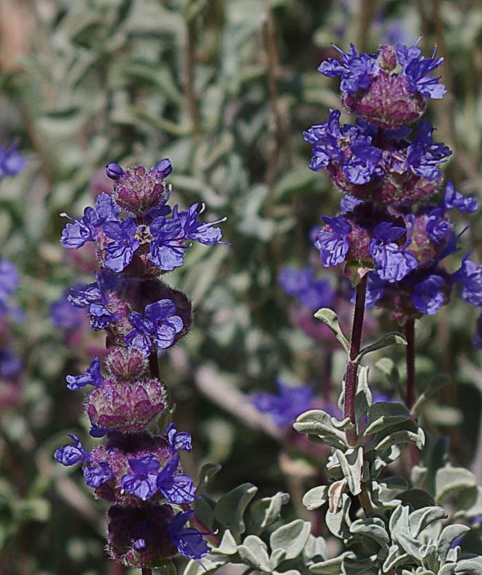 Salvia dorrii is a hard to find desert sage with attractive deep blue flowers and light gray foliage.