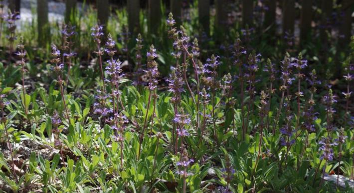 Salvia sonomensis makes a fast and low groundcover to replace grass.