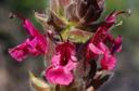 Salvia spathacea
