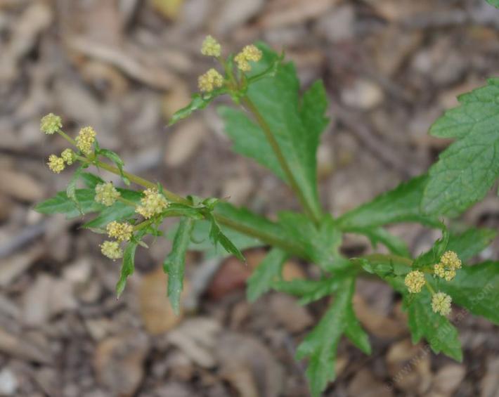 Sanicula crassicaulis