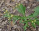 Sanicula crassicaulis