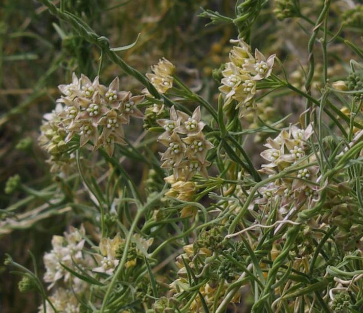Sarcostemma hirtellum